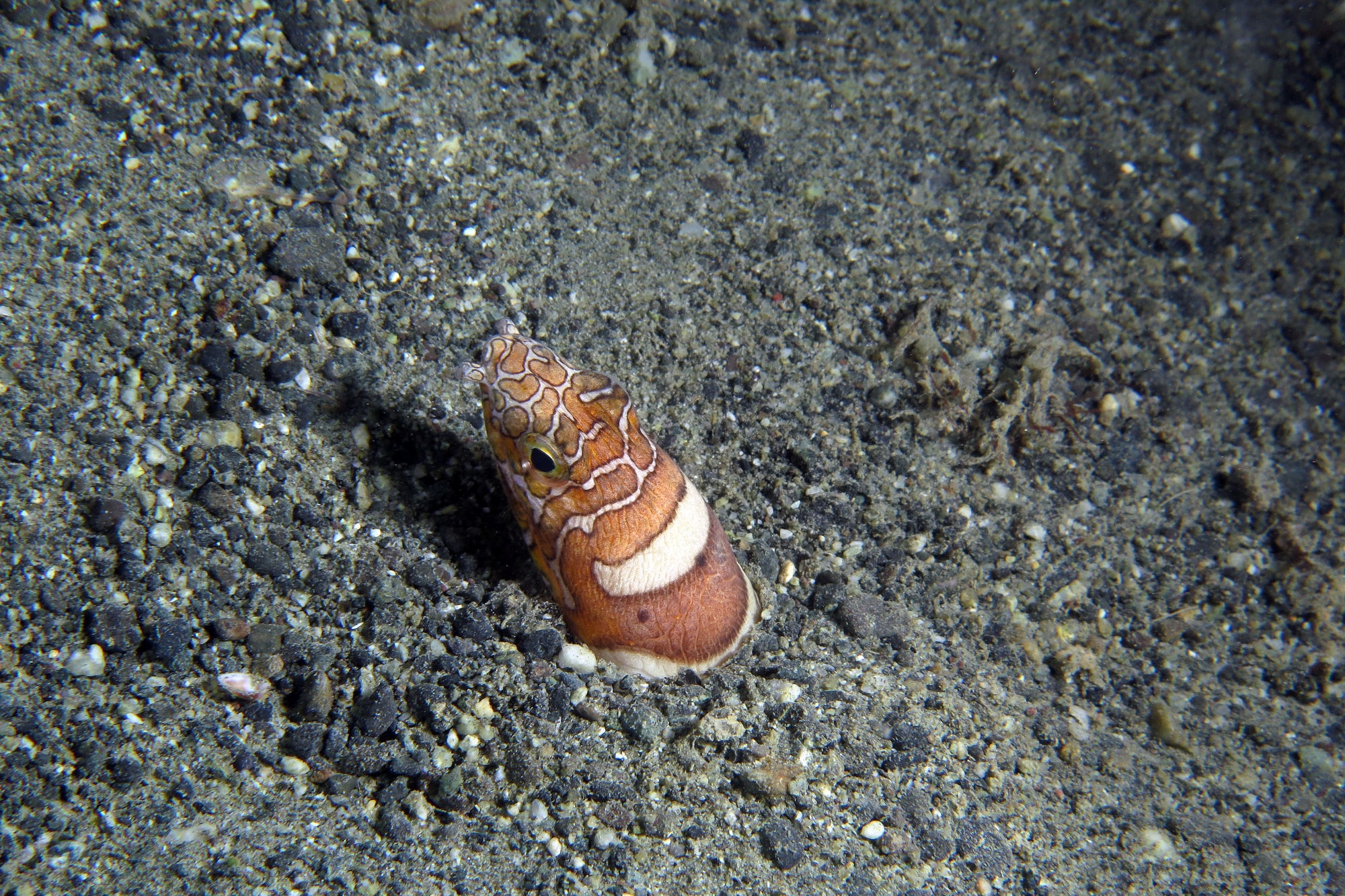 Ophichthus bonaparti
