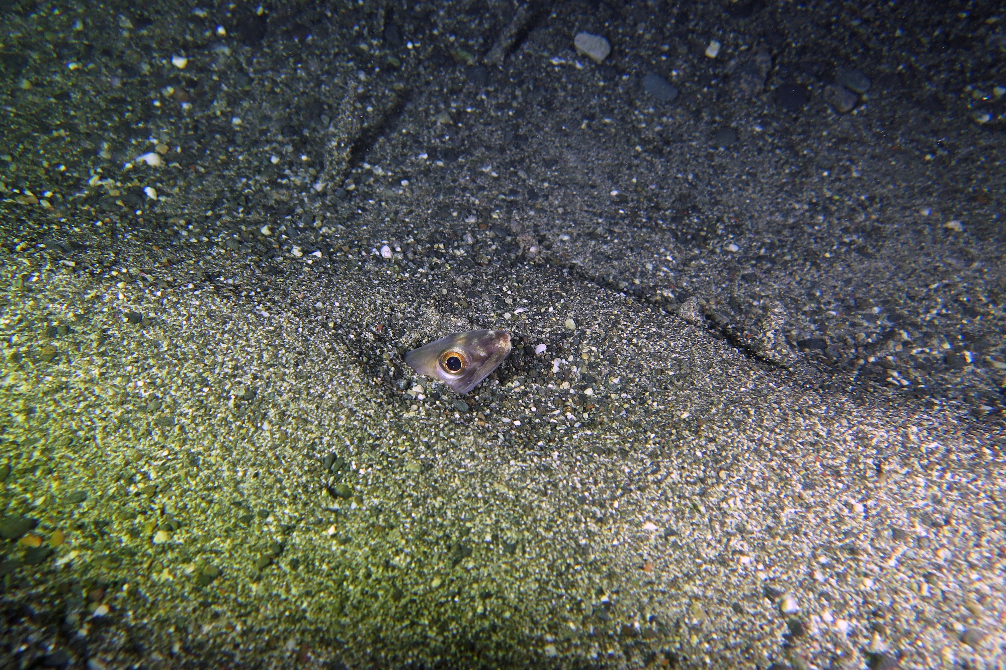 Diploconger polystigmatus