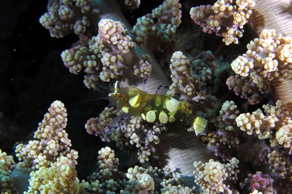 Periclimenes brevicarpalis, Actinodendron glomeratum