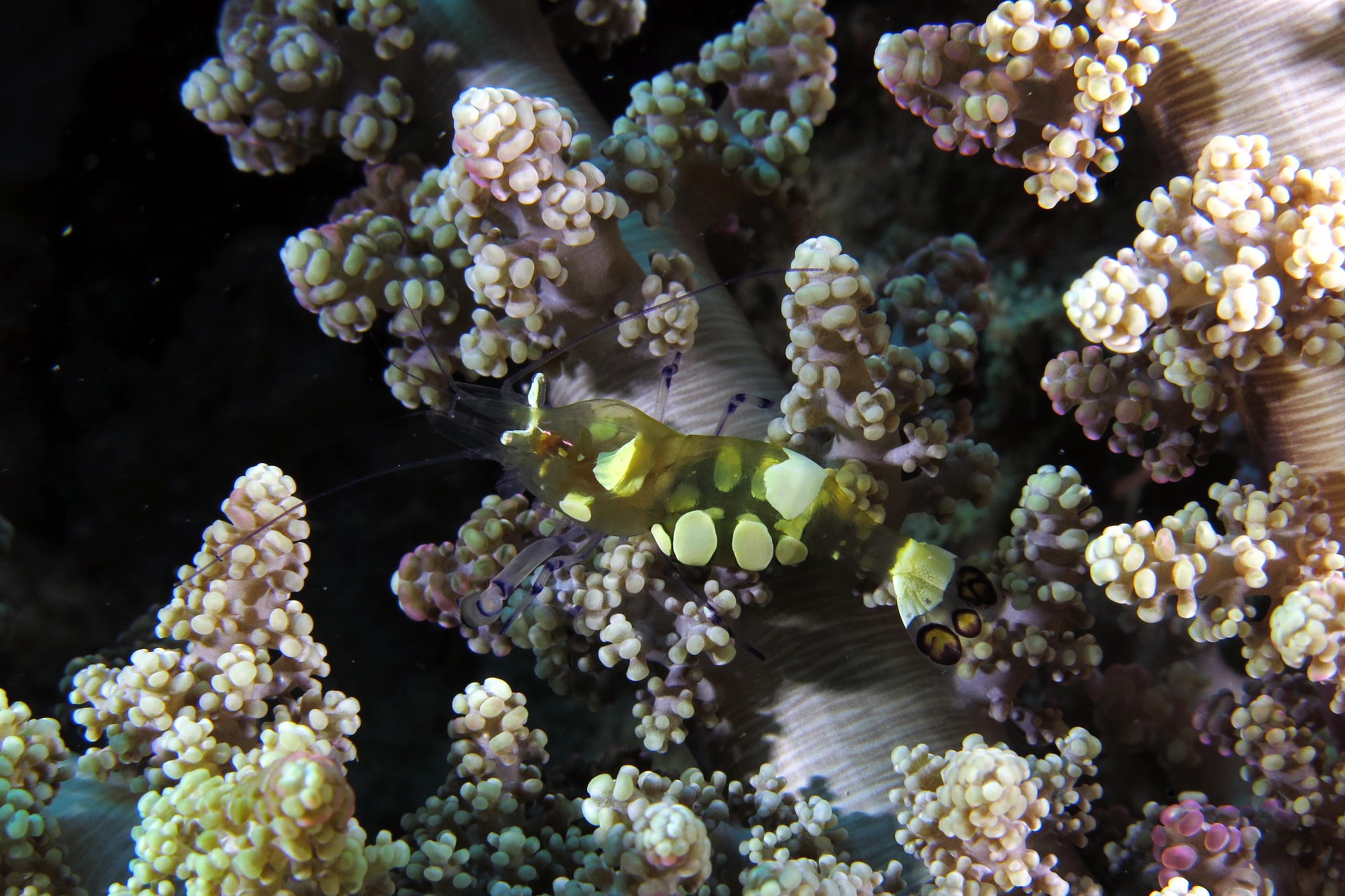 Periclimenes brevicarpalis, Actinodendron glomeratum