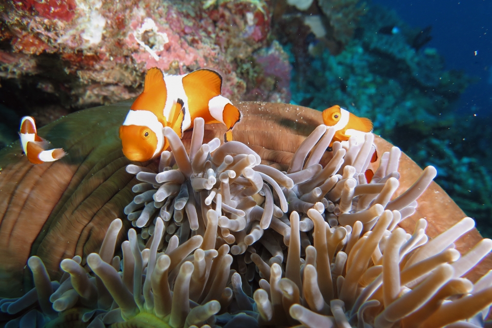 Amphiprion ocellaris, Heteractis magnifica