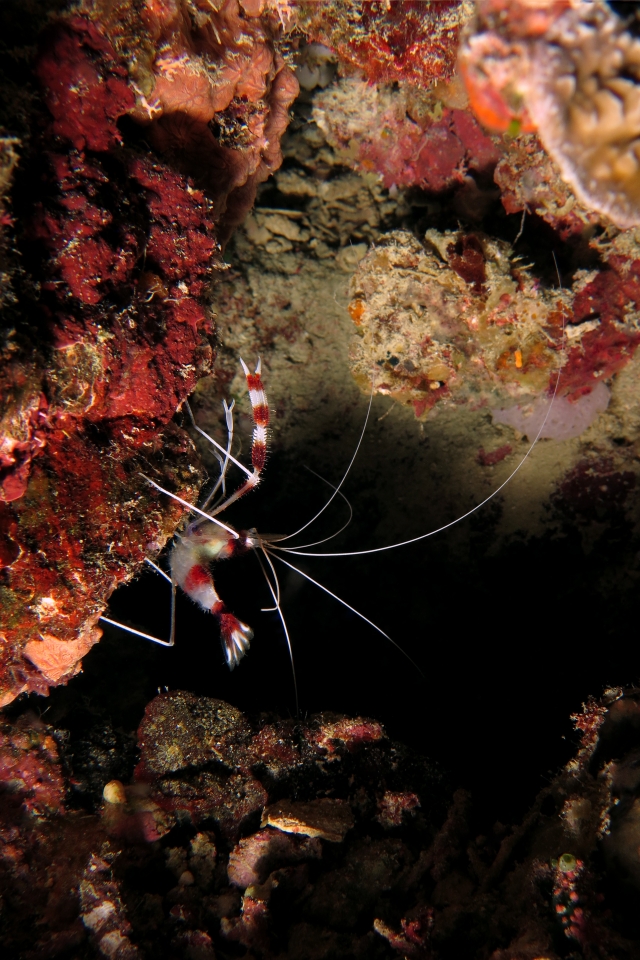 Stenopus hispidus