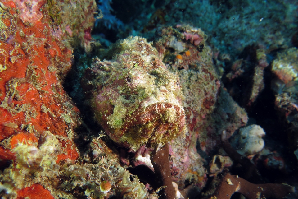 Scorpaenopsis oxycephala ou Scorpaenopsis venosa