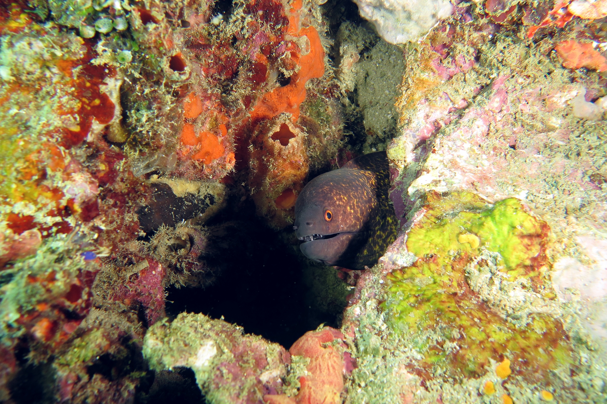 Gymnothorax flavimarginatus, Polycarpa sp peut-être Polycarpa cryptocarpa