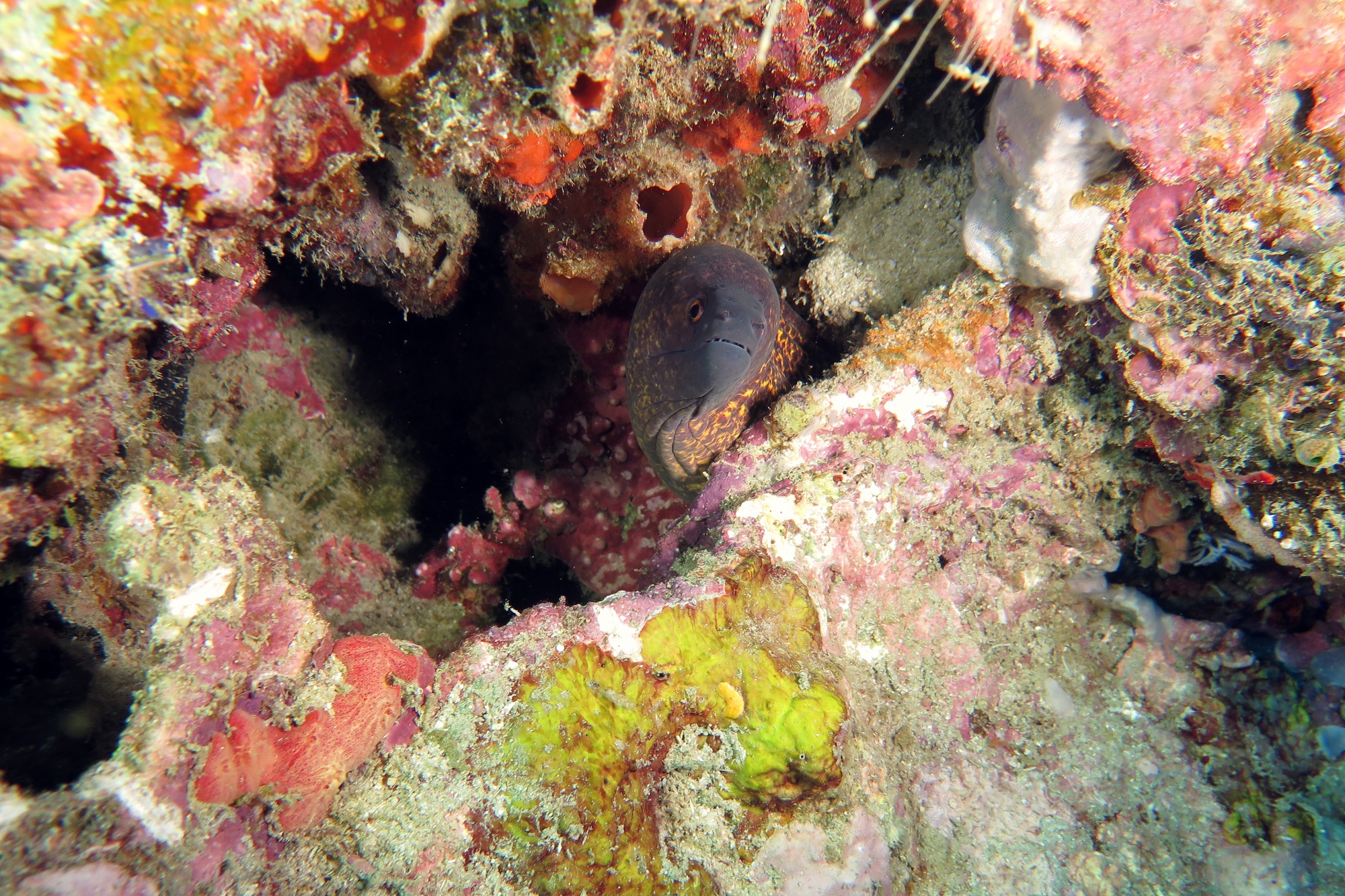 Gymnothorax flavimarginatus, Polycarpa sp peut-être Polycarpa cryptocarpa