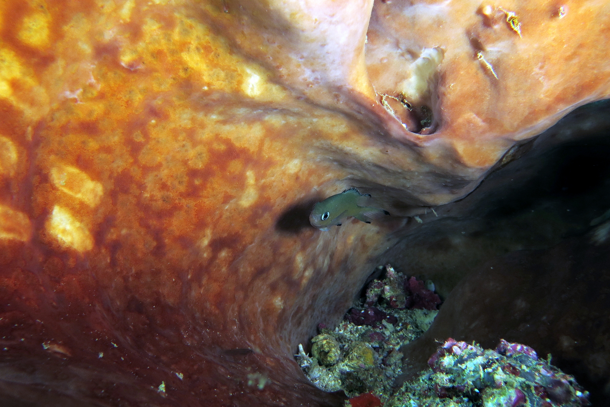 Chromis lepidolepis
