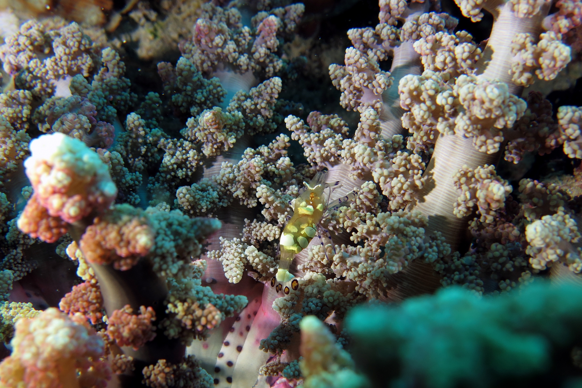 Periclimenes brevicarpalis, Actinodendron glomeratum