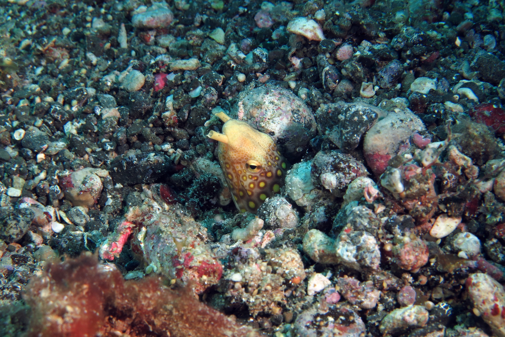 Ophichthus polyophthalmus
