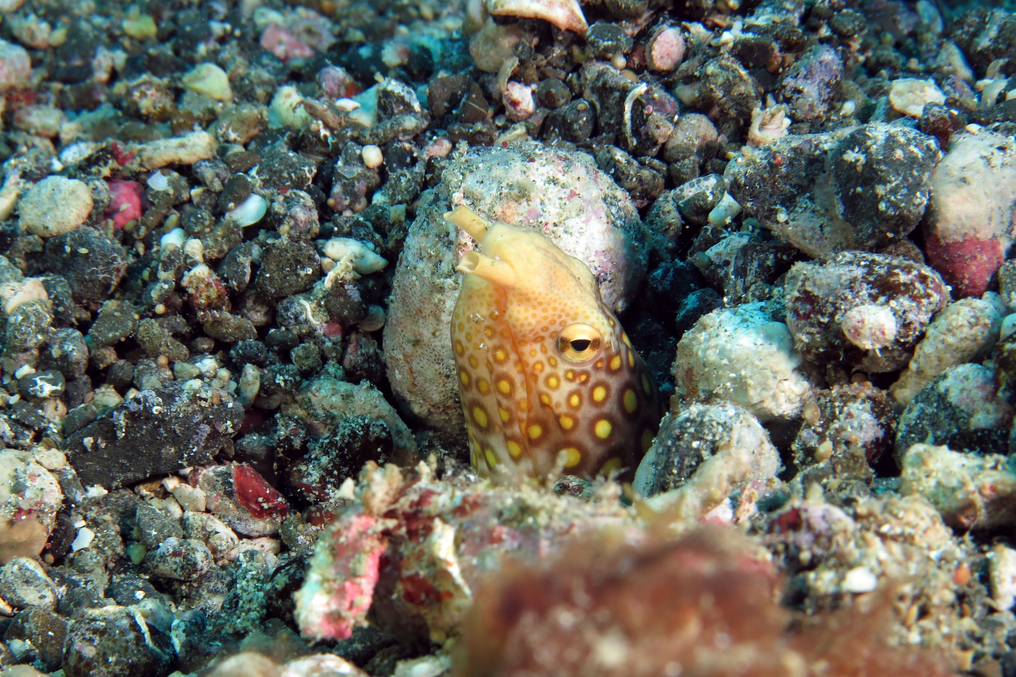Ophichthus polyophthalmus