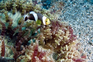 Amphiprion polymnus, Heteractis aurora