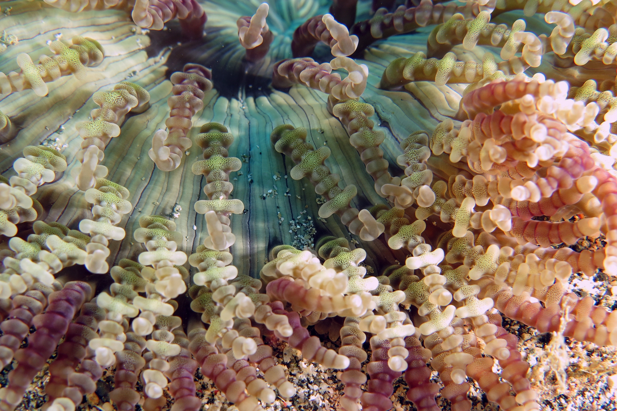 Heteractis aurora