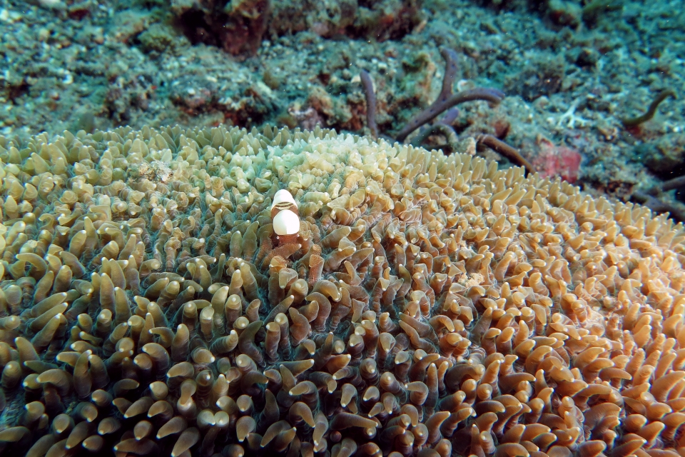 Hamopontonia corallicola, Physogyra lichtensteini