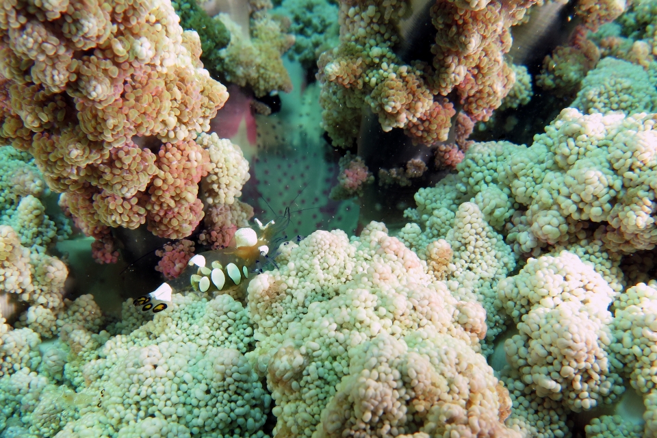 Periclimenes brevicarpalis, Actinodendron glomeratum