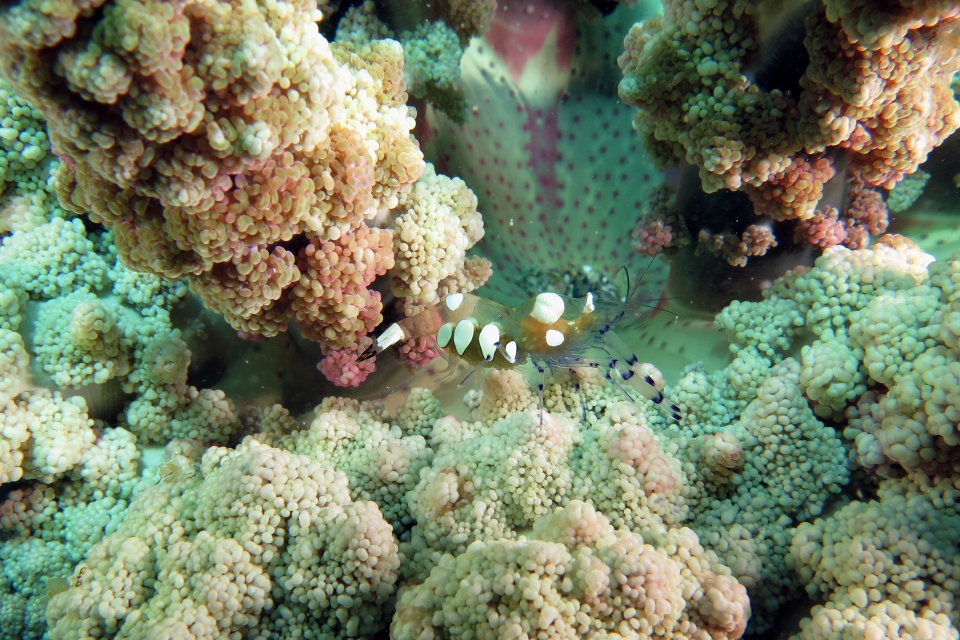 Periclimenes brevicarpalis, Actinodendron glomeratum
