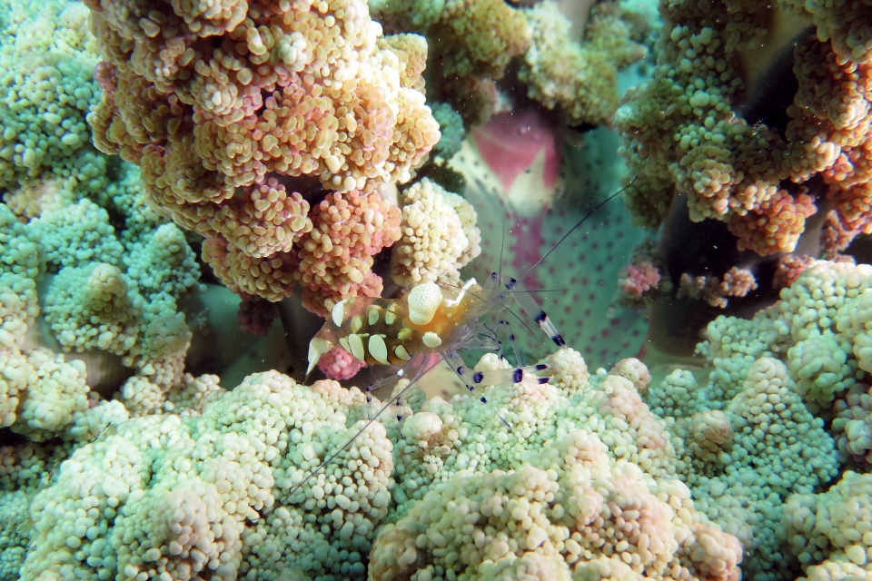 Periclimenes brevicarpalis, Actinodendron glomeratum