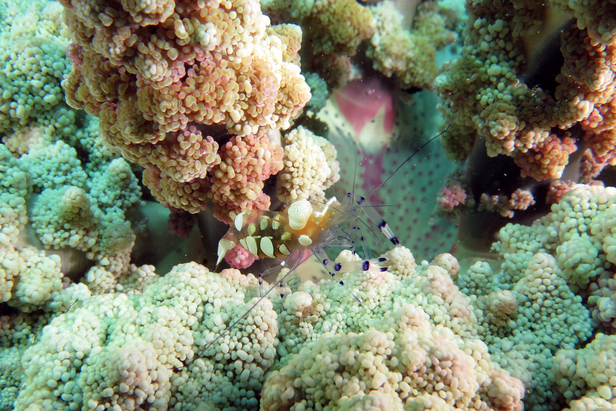 Periclimenes brevicarpalis, Actinodendron glomeratum