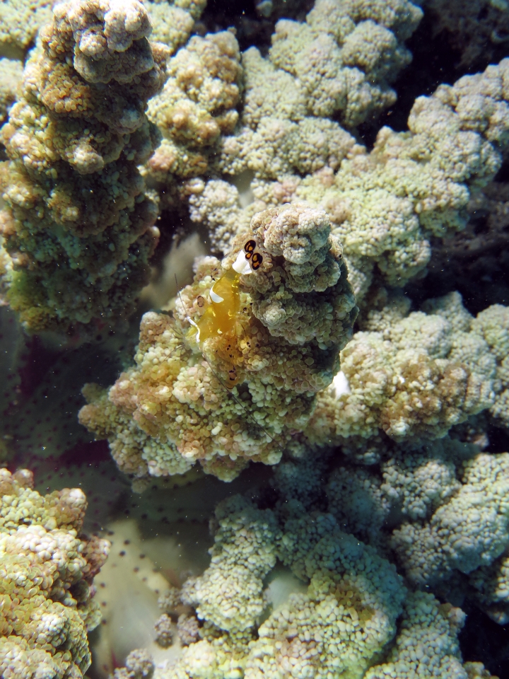 Periclimenes brevicarpalis, Actinodendron glomeratum