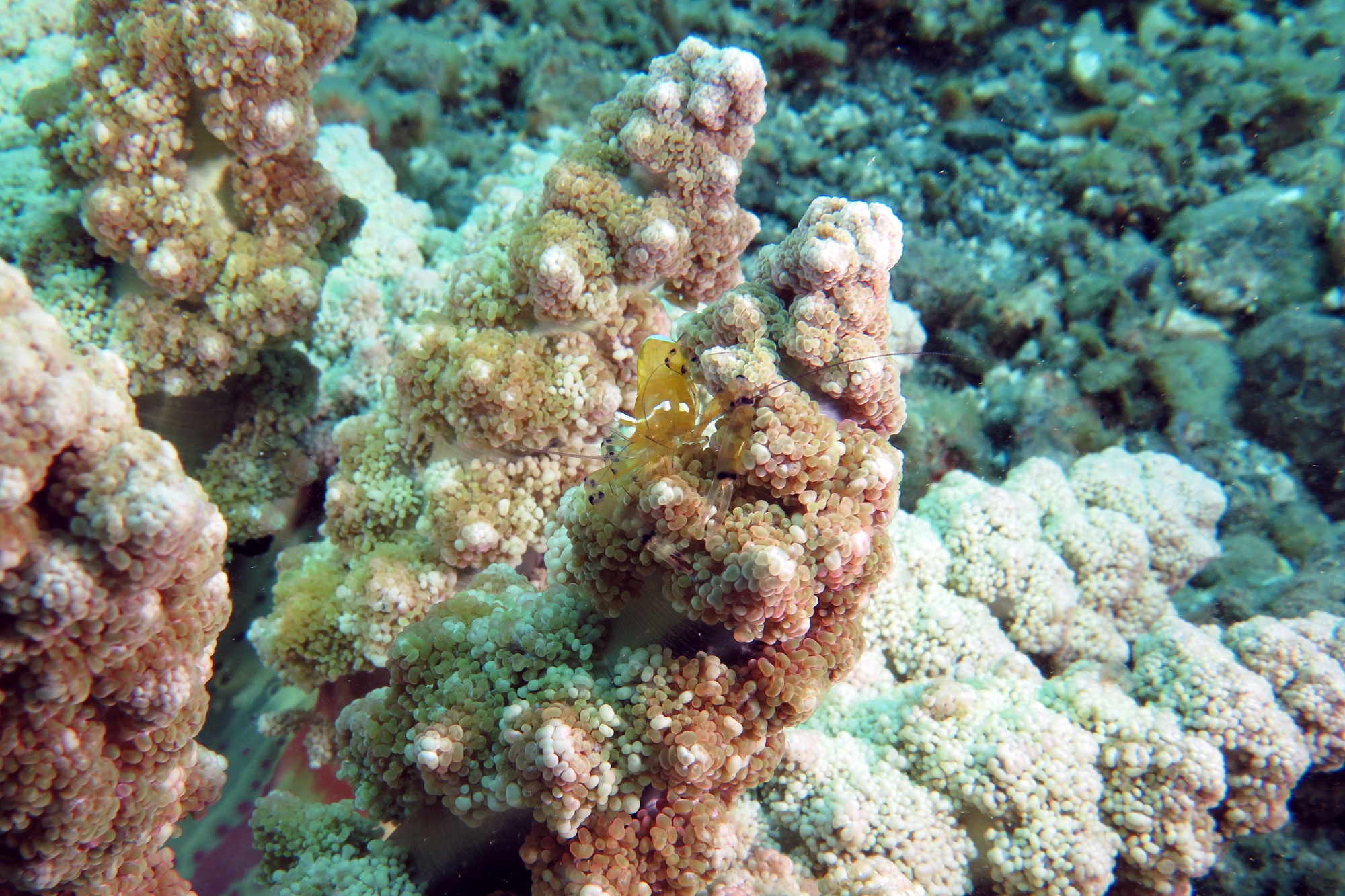 Periclimenes brevicarpalis, Actinodendron glomeratum
