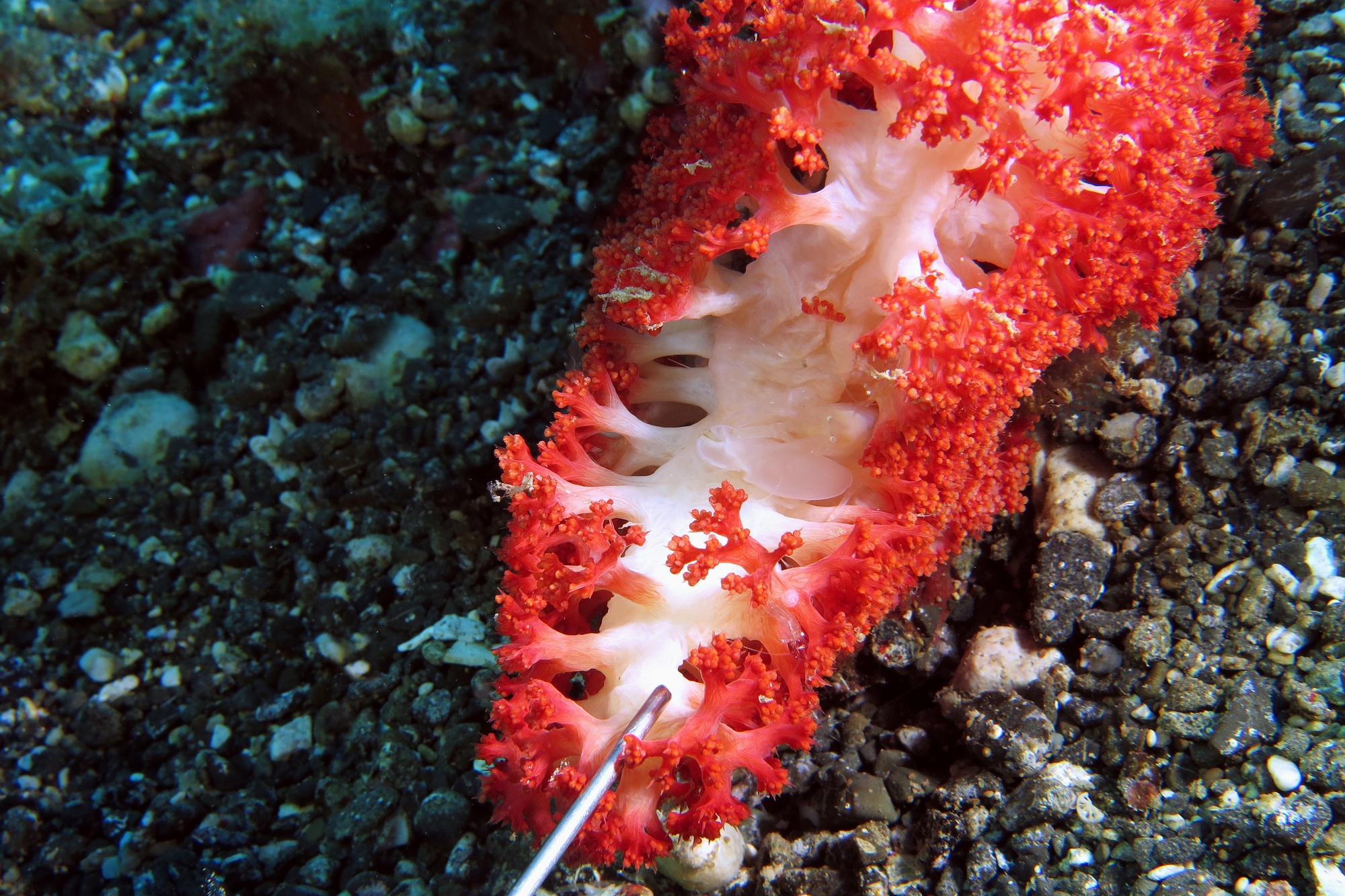 Synalpheus neomeris, Virgularia sp