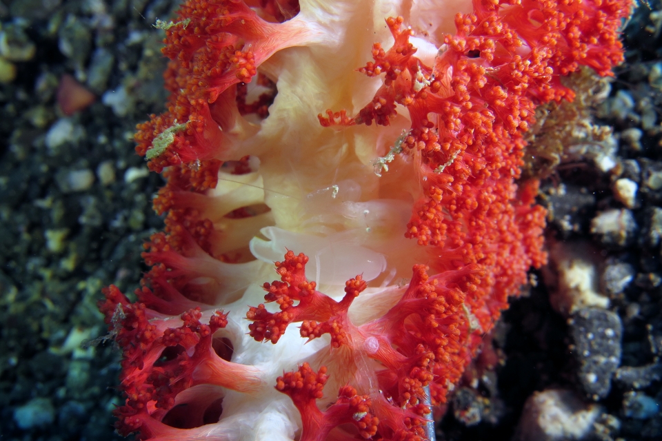 Synalpheus neomeris, Virgularia sp