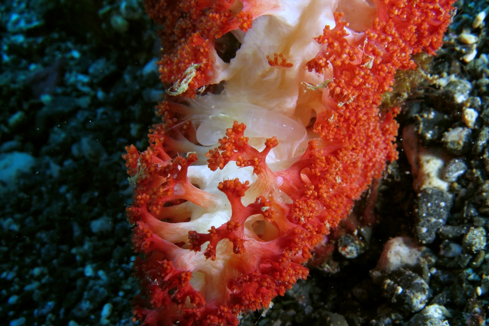 Synalpheus neomeris, Virgularia sp