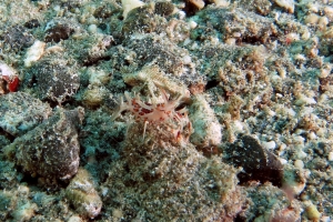 Phyllognathia ceratophthalma