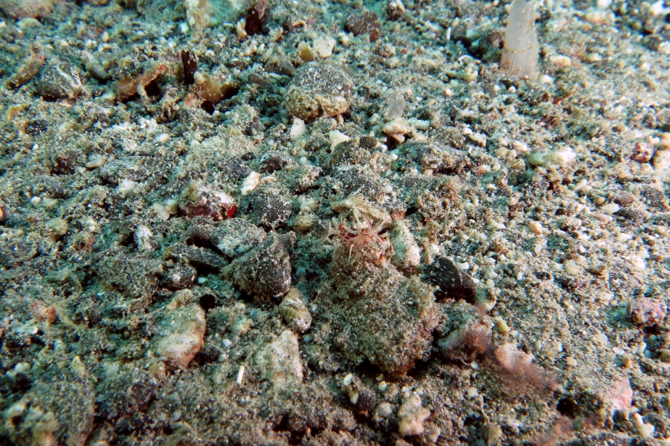 Phyllognathia ceratophthalma