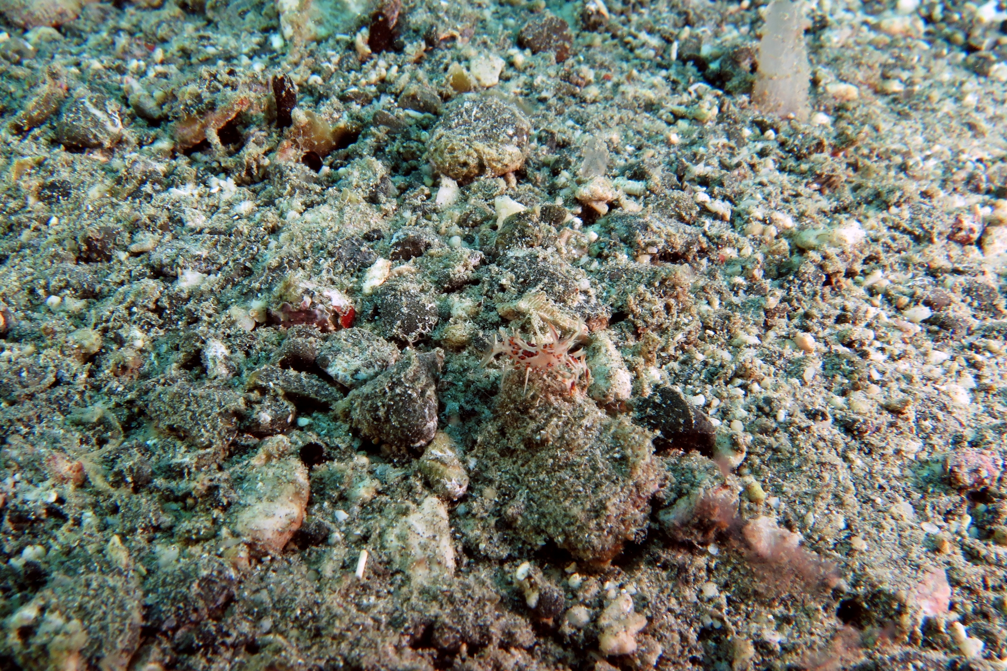 Phyllognathia ceratophthalma