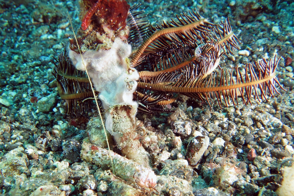 Allogalathea elegans ou Allogalathea babai