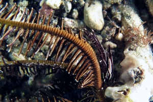 Allogalathea elegans ou Allogalathea babai