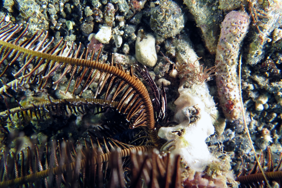 Allogalathea elegans ou Allogalathea babai