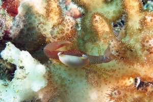 Trapezia guttata