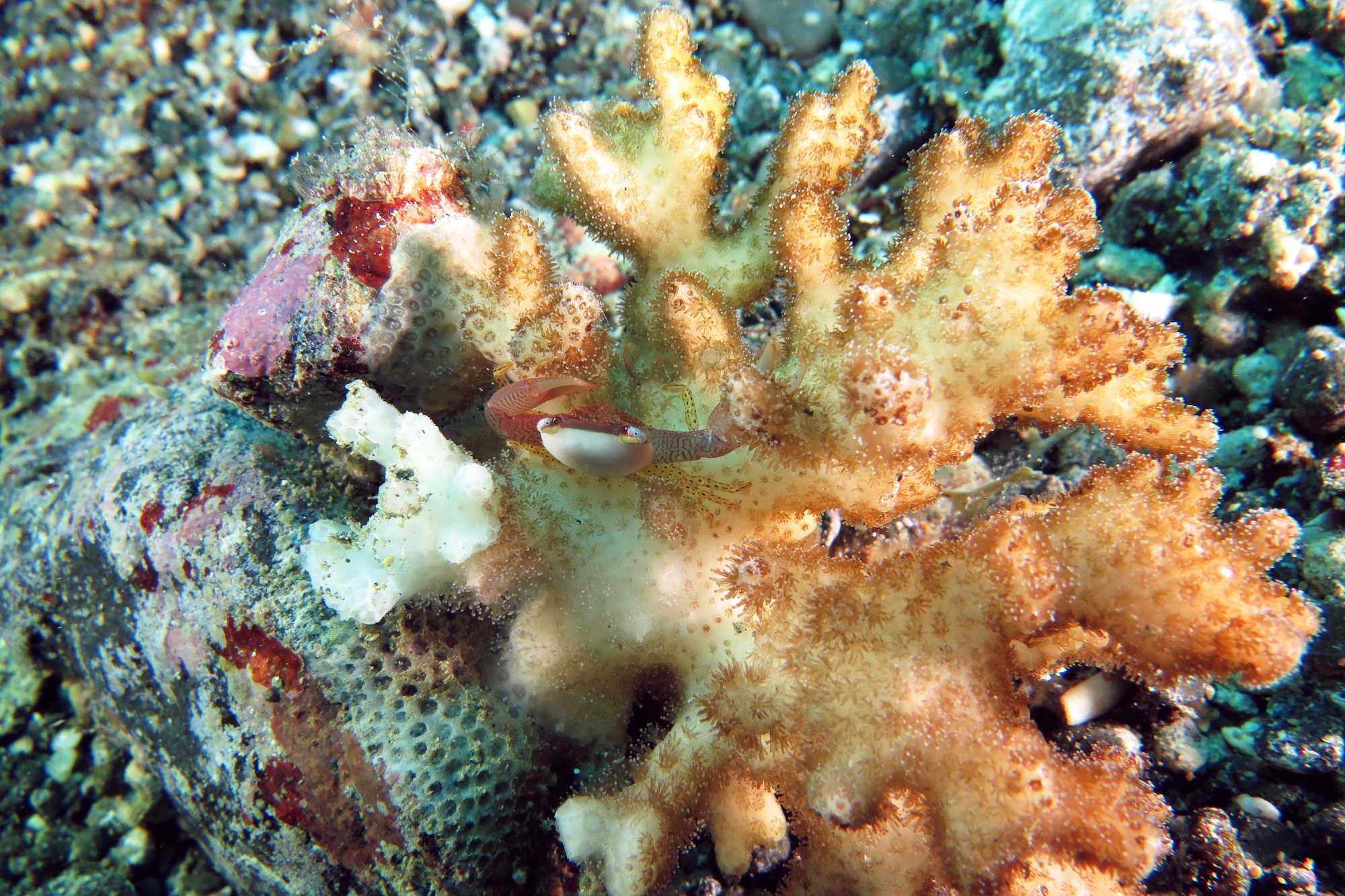 Trapezia guttata