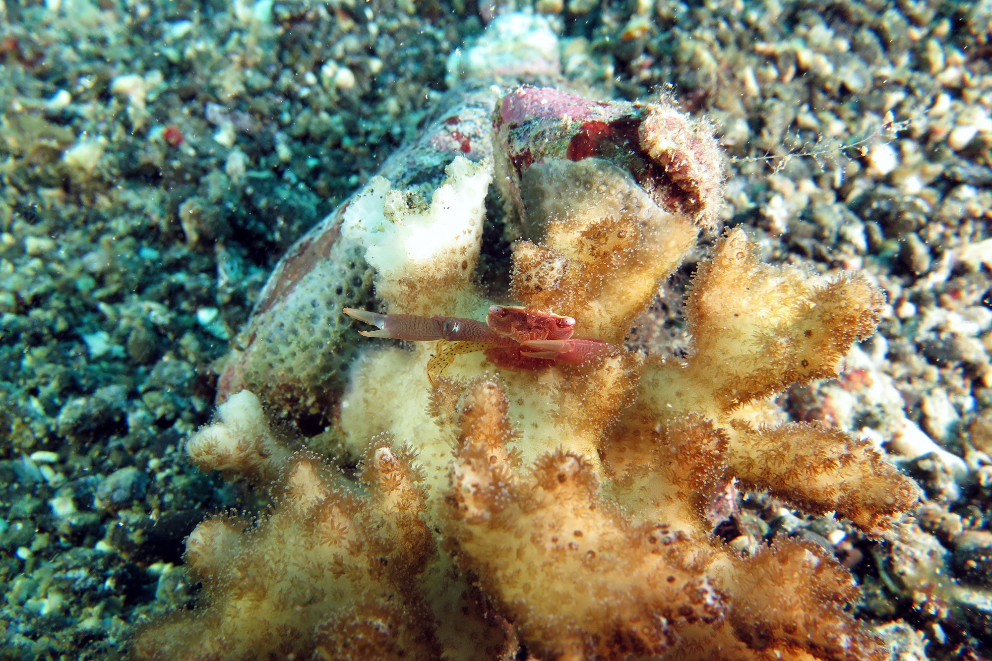 Trapezia guttata