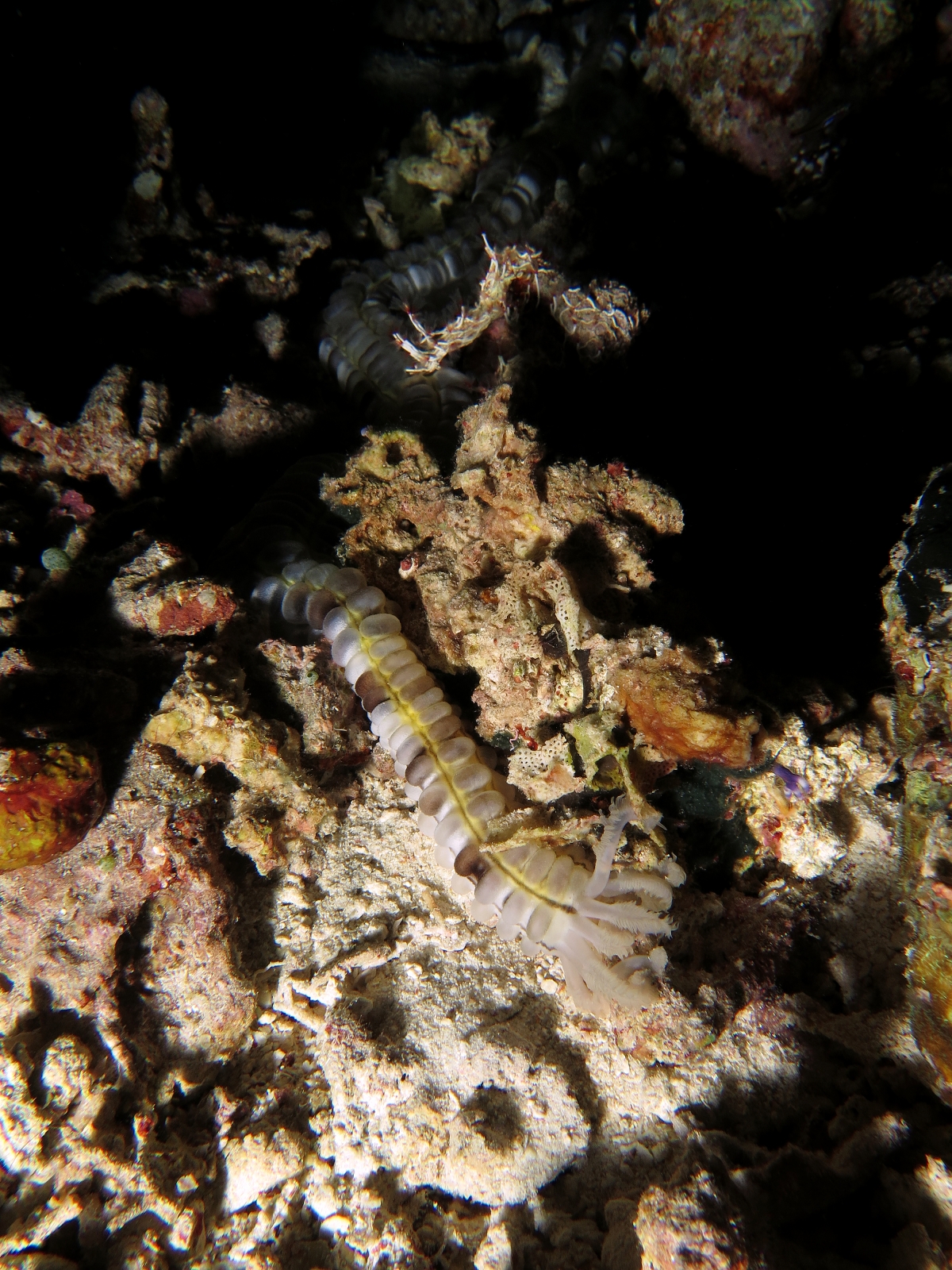 Euapta godeffroyi