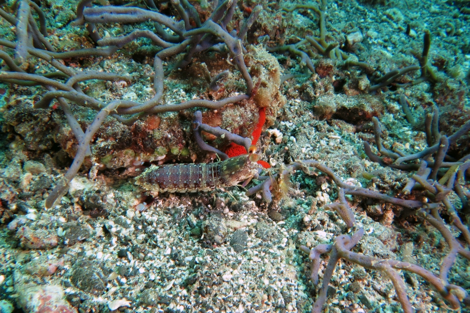 Odontodactylus brevirostris