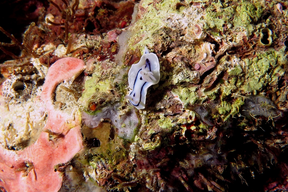 Chromodoris lochi