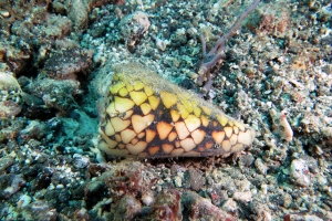 Conus pennaceus