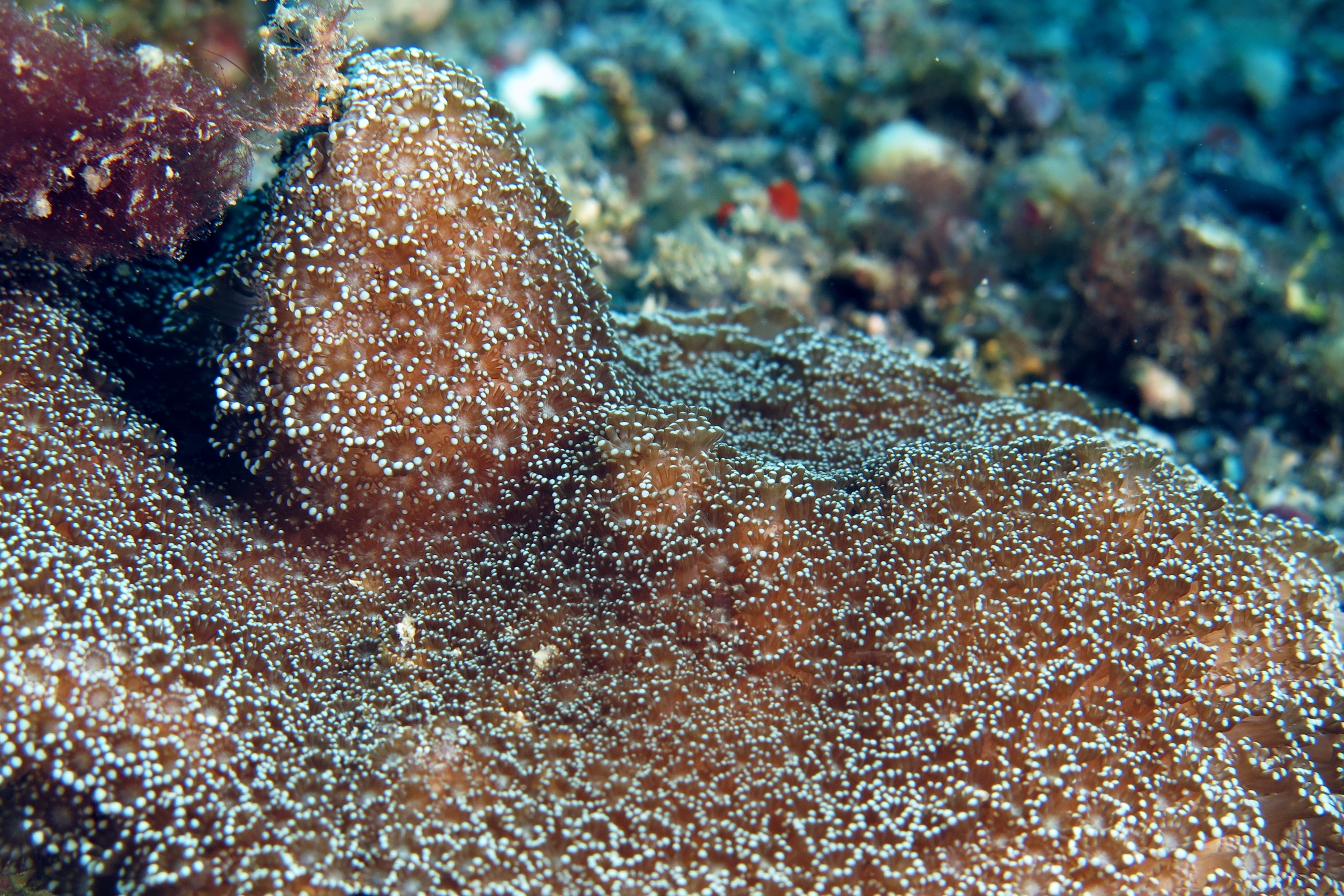Alvéopora sp