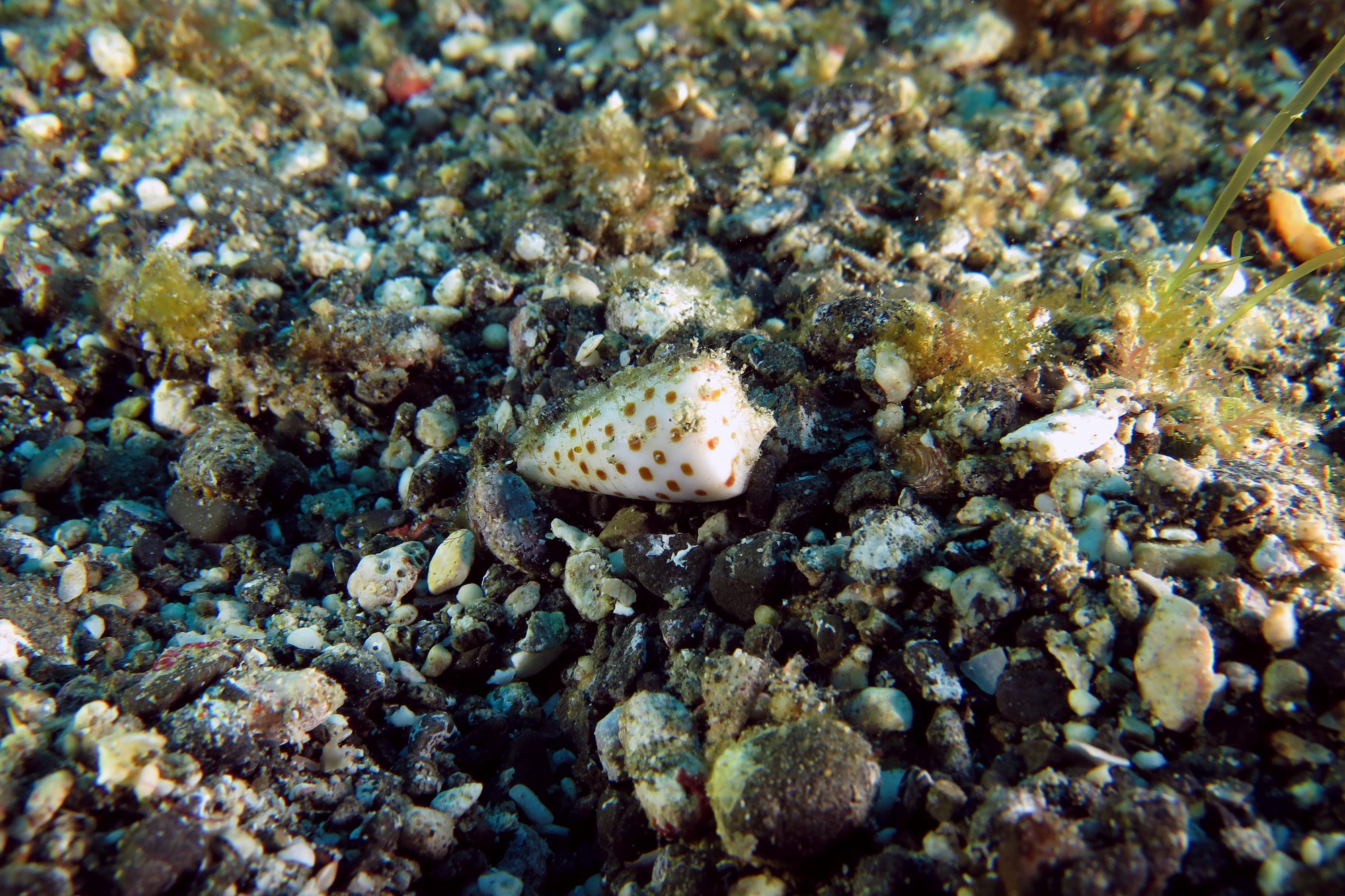 Conus eburneus à confirmer
