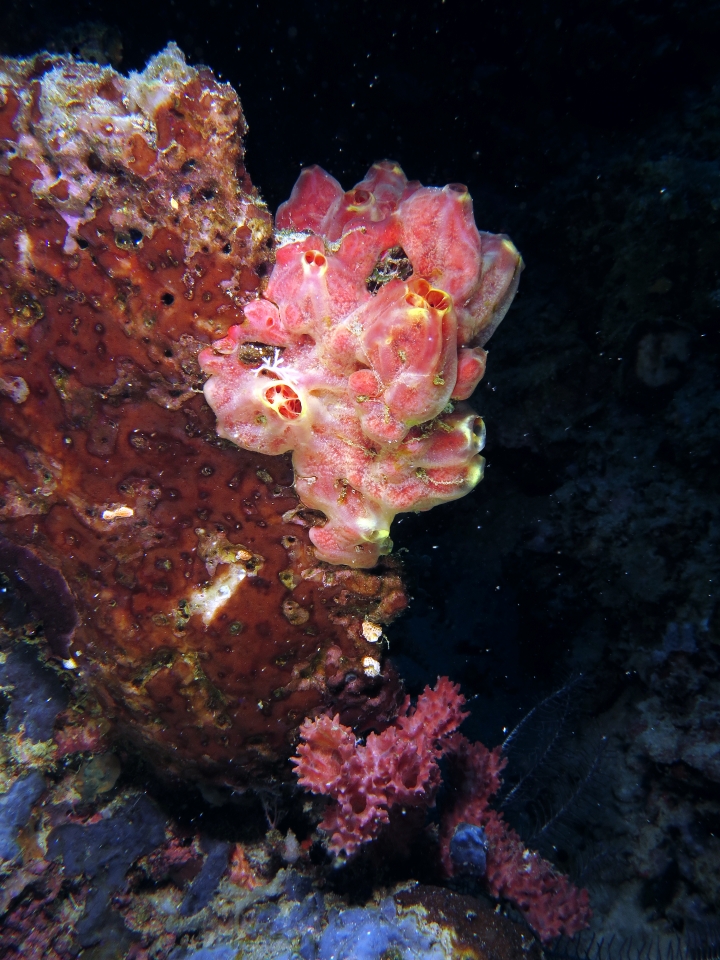 Leucetta primigenia