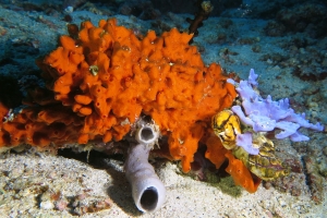 Eponge indéterminée orange, Amphimedon sulcata, Haliclona fascigera, Polycarpa aurata