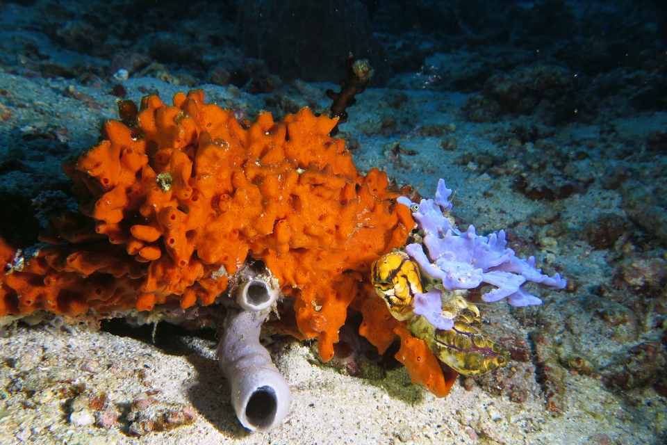 Eponge indéterminée orange, Amphimedon sulcata, Haliclona fascigera, Polycarpa aurata