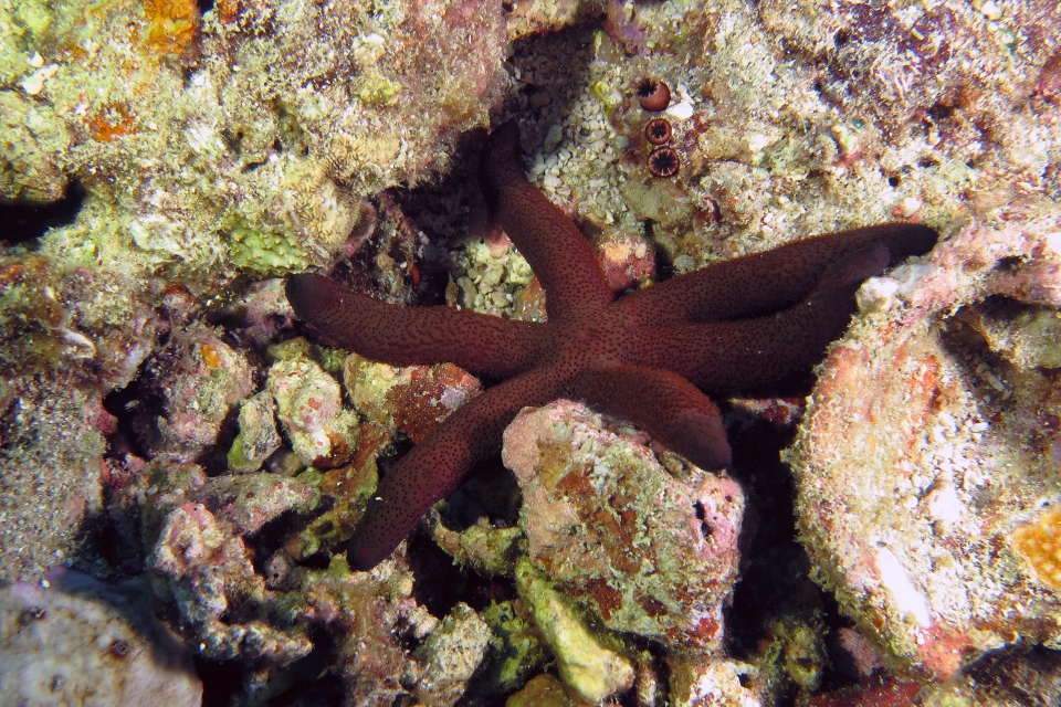 Echinaster luzonicus