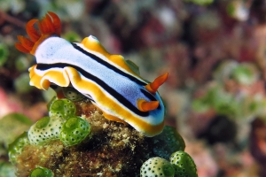 Chromodoris annae, Atriolum robustum