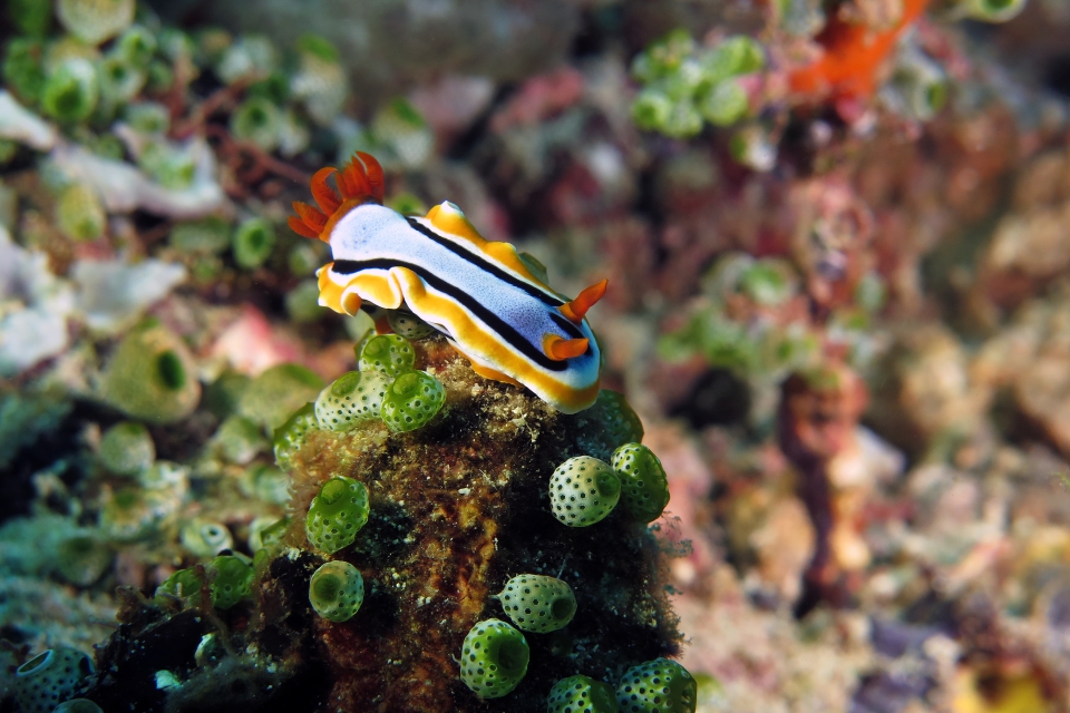 Chromodoris annae, Atriolum robustum