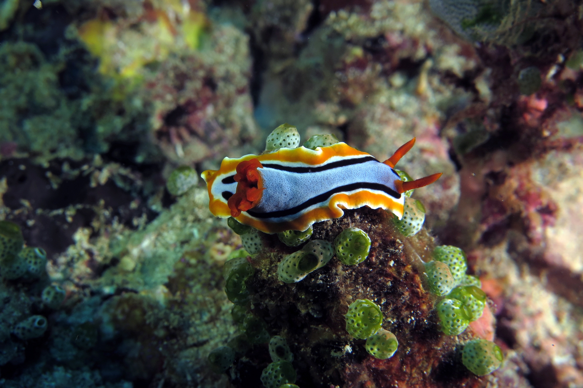 Chromodoris annae, Atriolum robustum