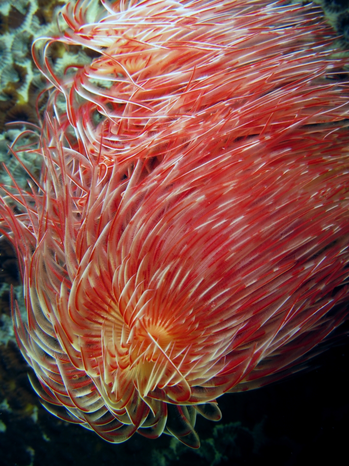 Protula bispiralis