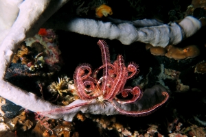 Crinoïde, Callyspongia siphonella