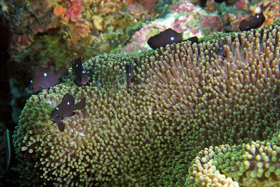 Dascyllus trimaculatus, Stichodactyla haddoni ou S. mertensii
